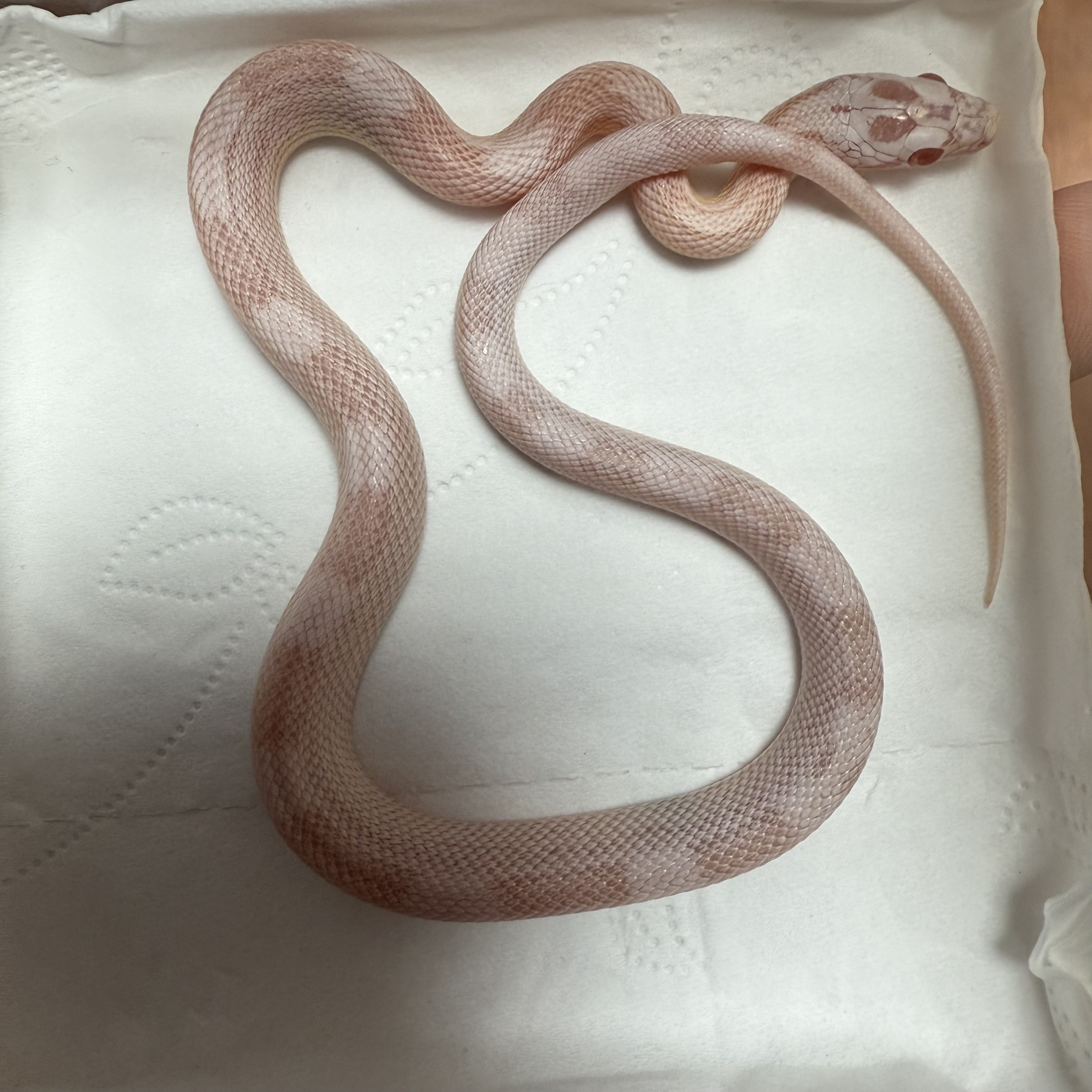 玉米雪方块大苗稳冻开口