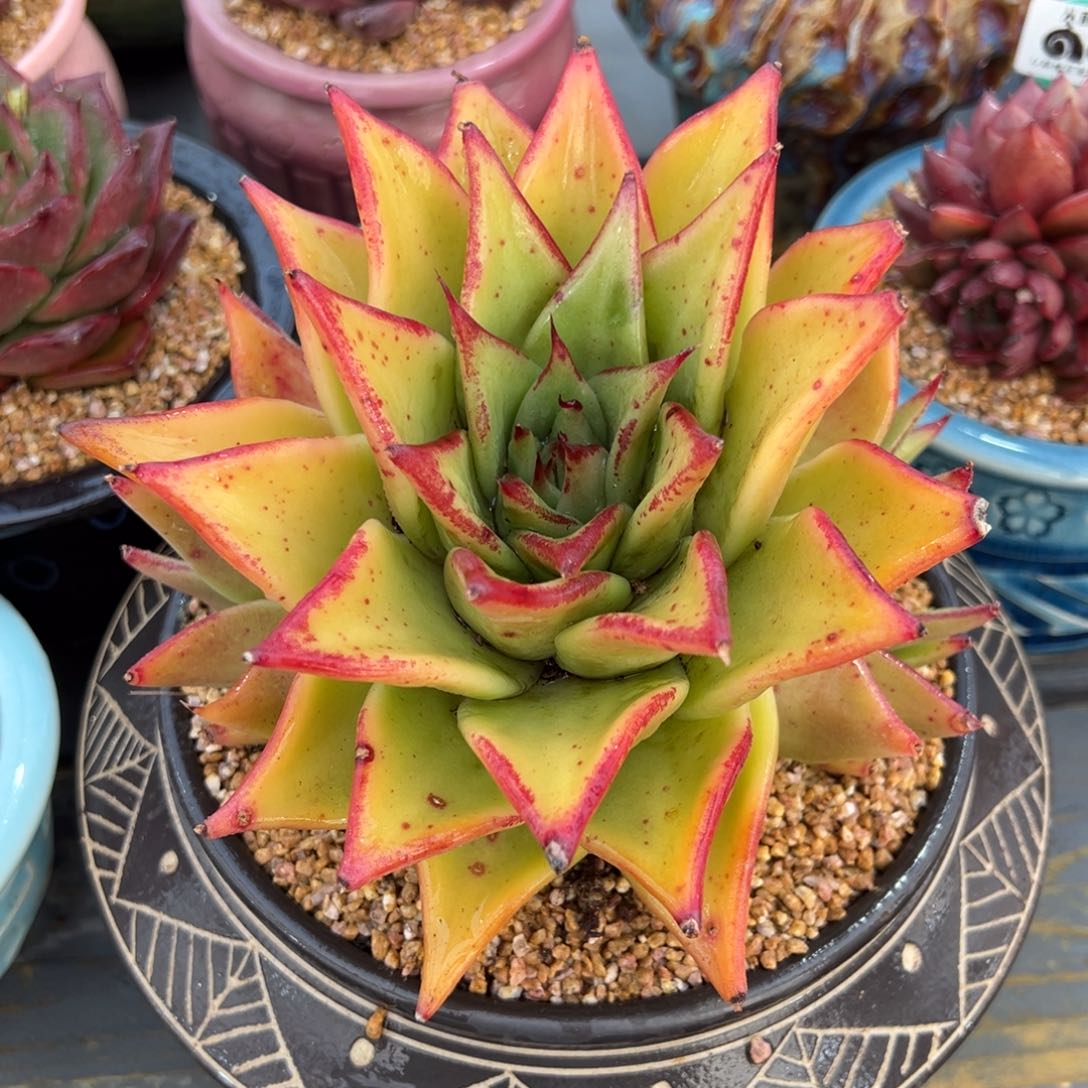 从前慢多肉精选编号0211.179