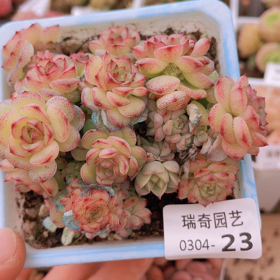 00000000000000023量拍