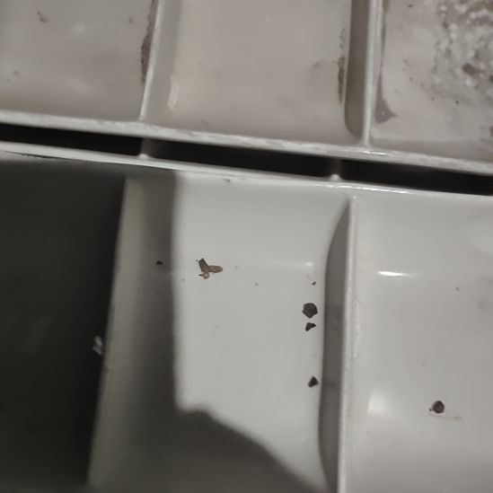 瓷发四个，三格盘子！