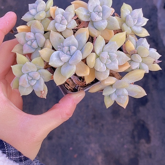 1150多肉植物老桩