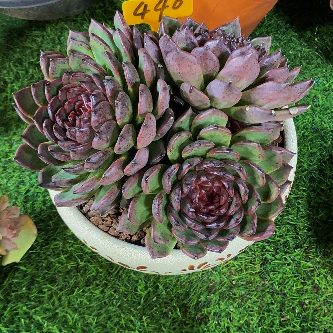 柒***）黒水晶440。          