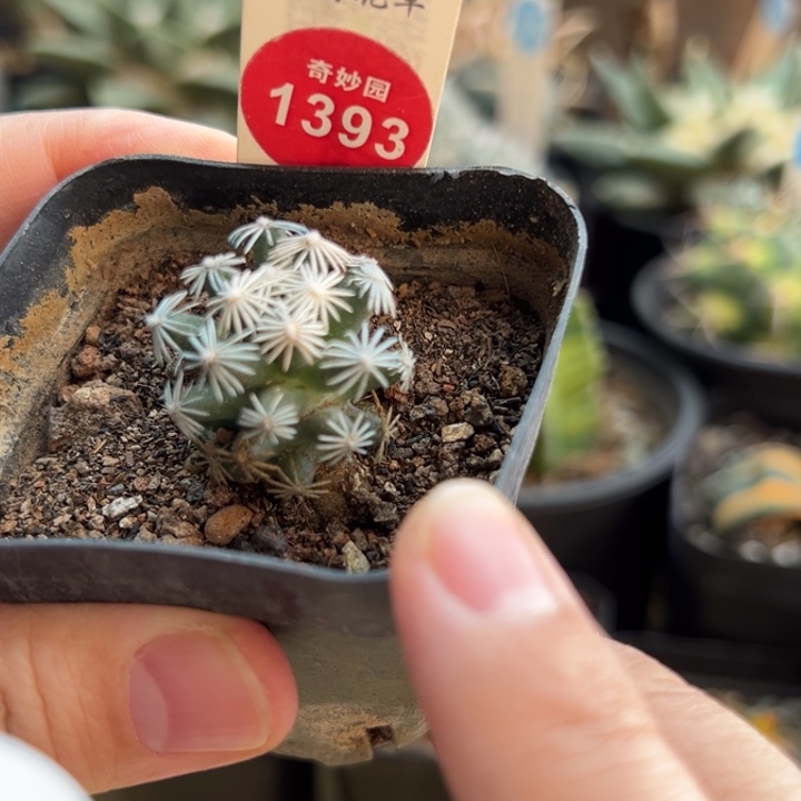 萝卜根孤月丸2.4cm