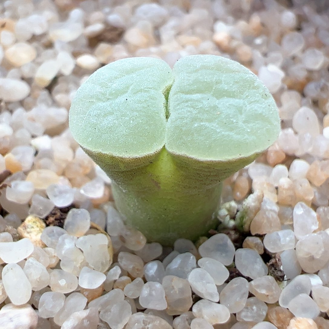 342。优选1802.83紫极窗风铃