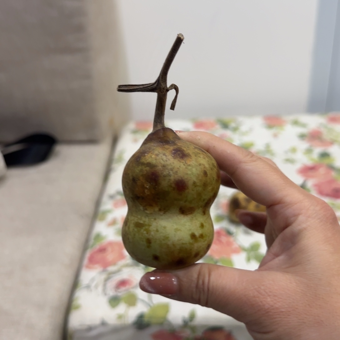 葫芦哥hi过分刚回家很喜欢急急急