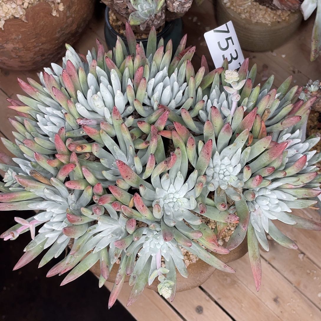 花**人刘丹杂白菊多头7531