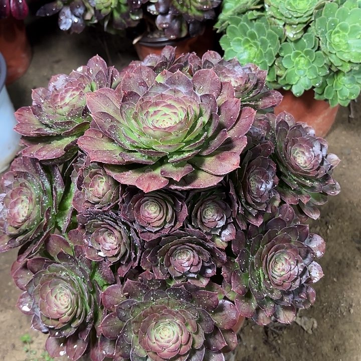 多肉植物花月夜1