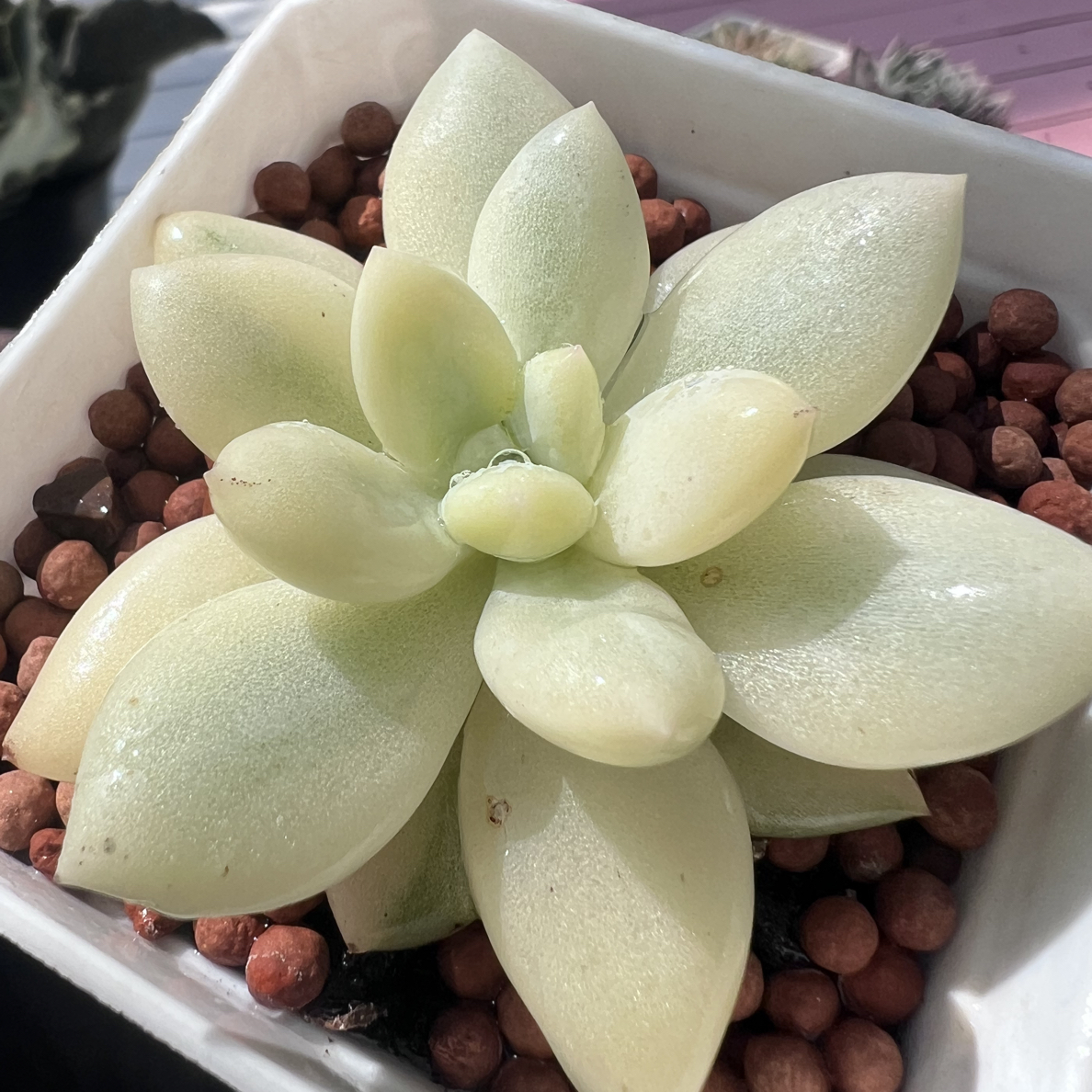 白透基因新香水锦，覆轮锦