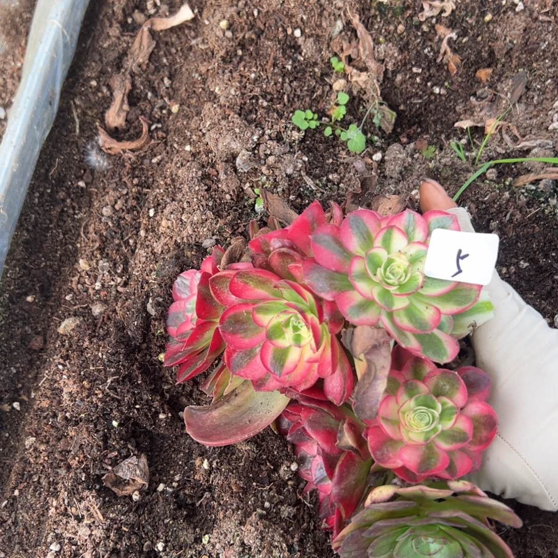 5两颗母本鸿运多肉洗澡了