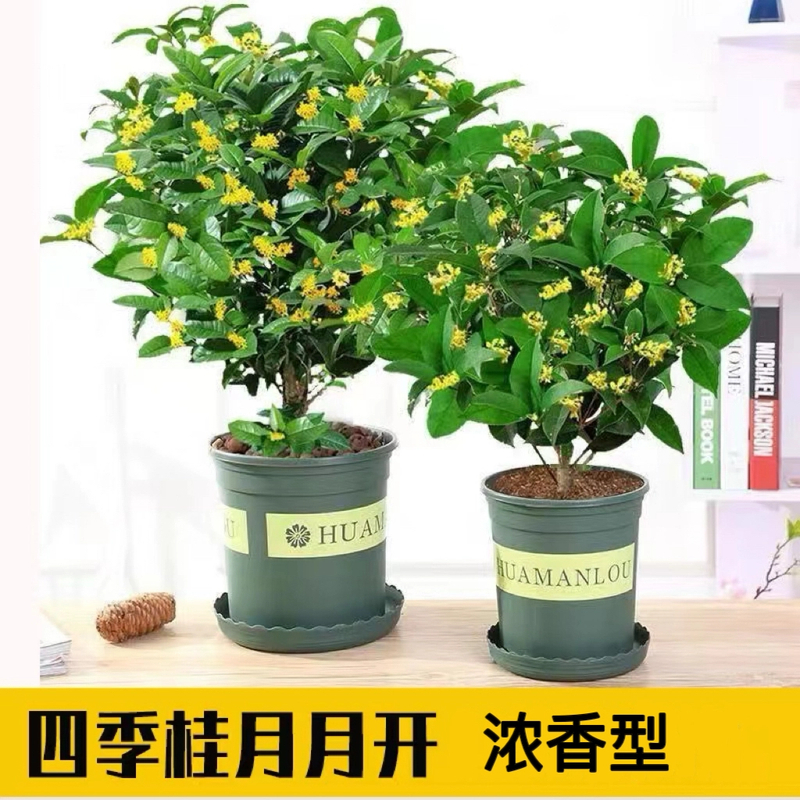 四季桂花浓香型盆栽好养树苗金桂耐寒室内外庭院地栽阳台花卉绿植