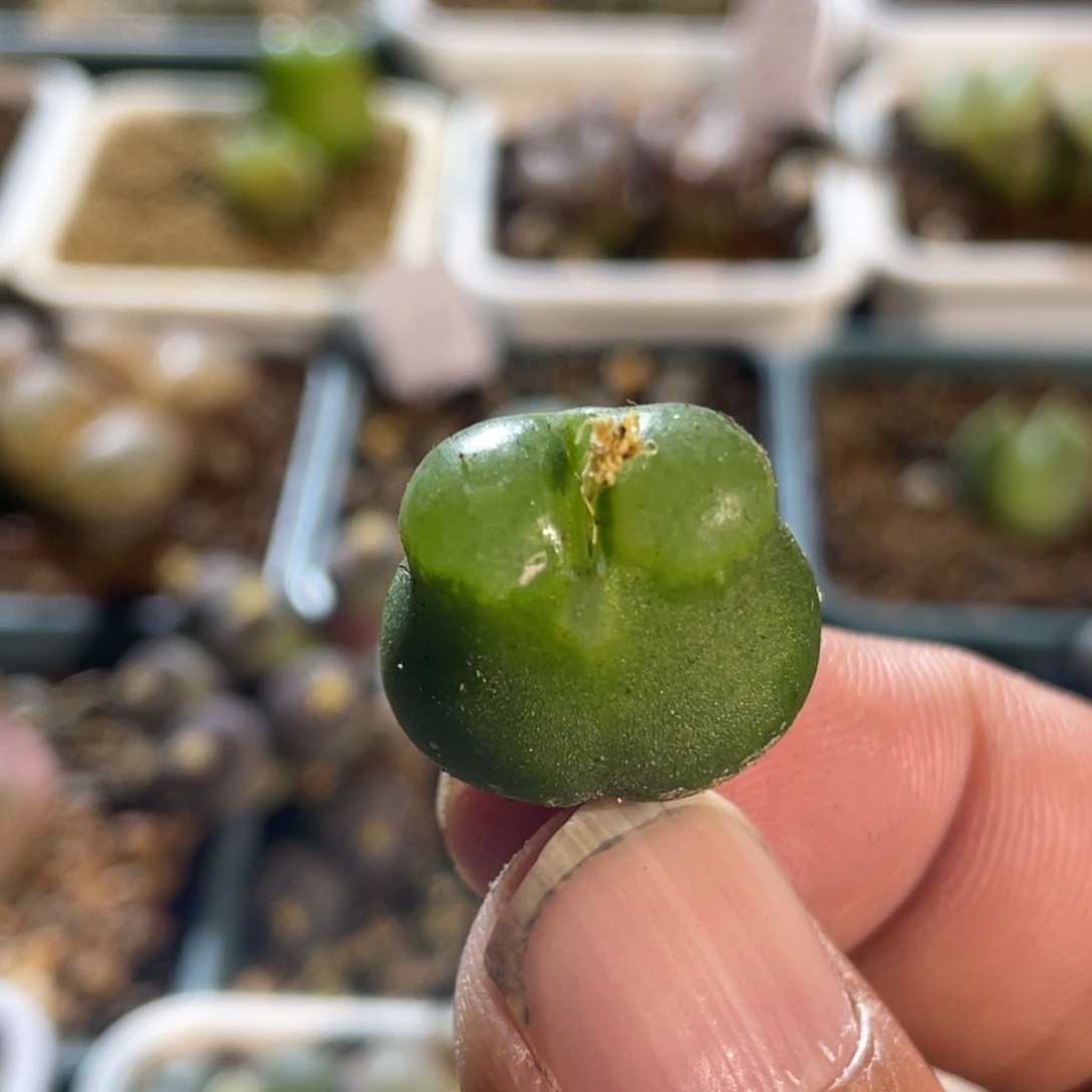 1.8雪茄植物一物一拍