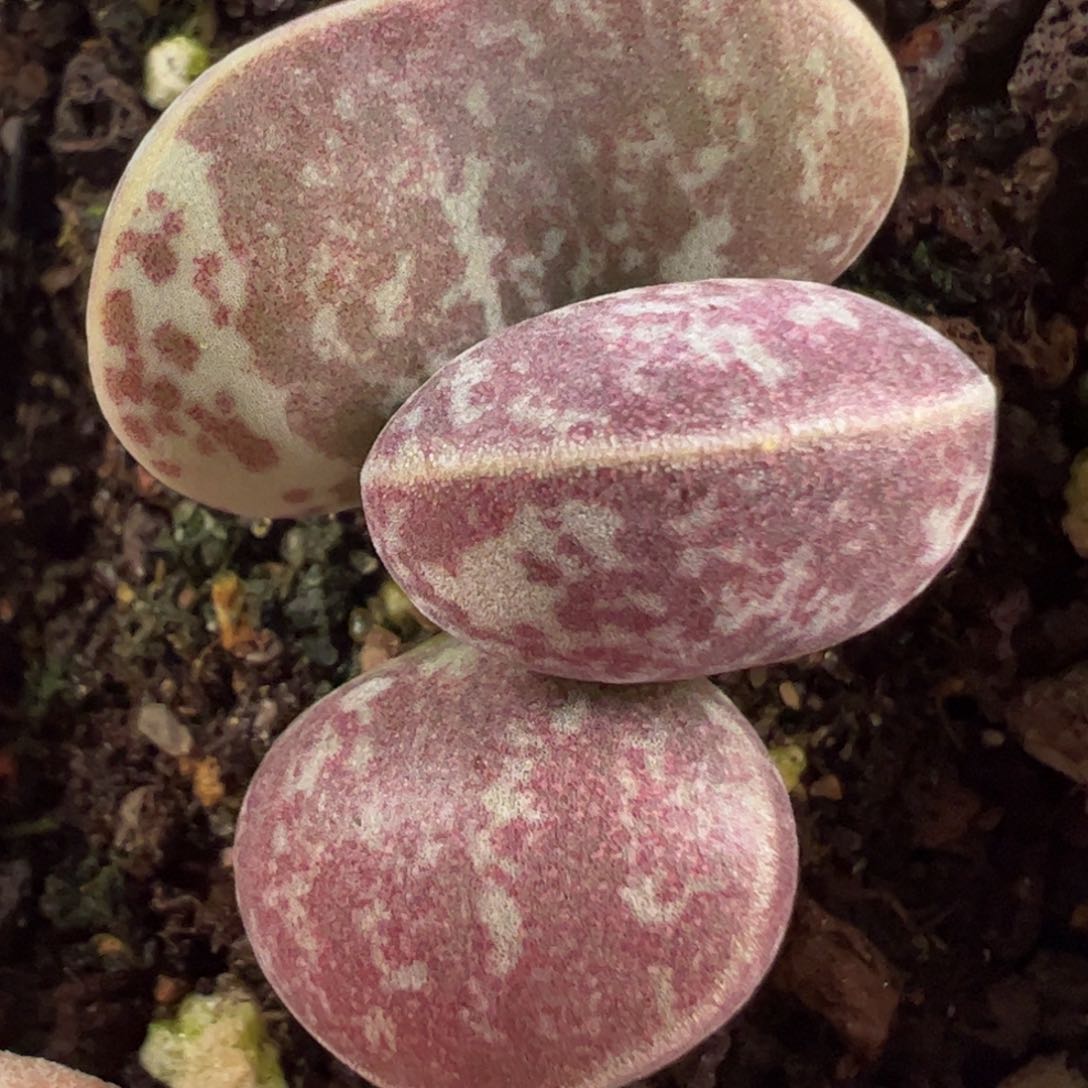 满斑花蛋多肉植物水泡花纹款