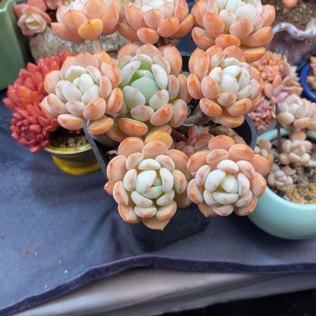 仙****）蜜桃格林 十五公分 