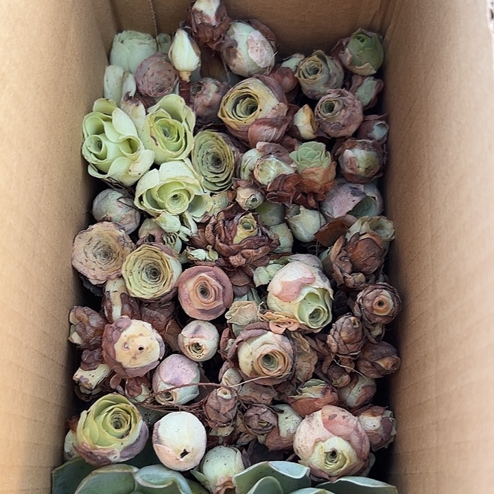 啊***a杨309 山地玫瑰清货福利不售后