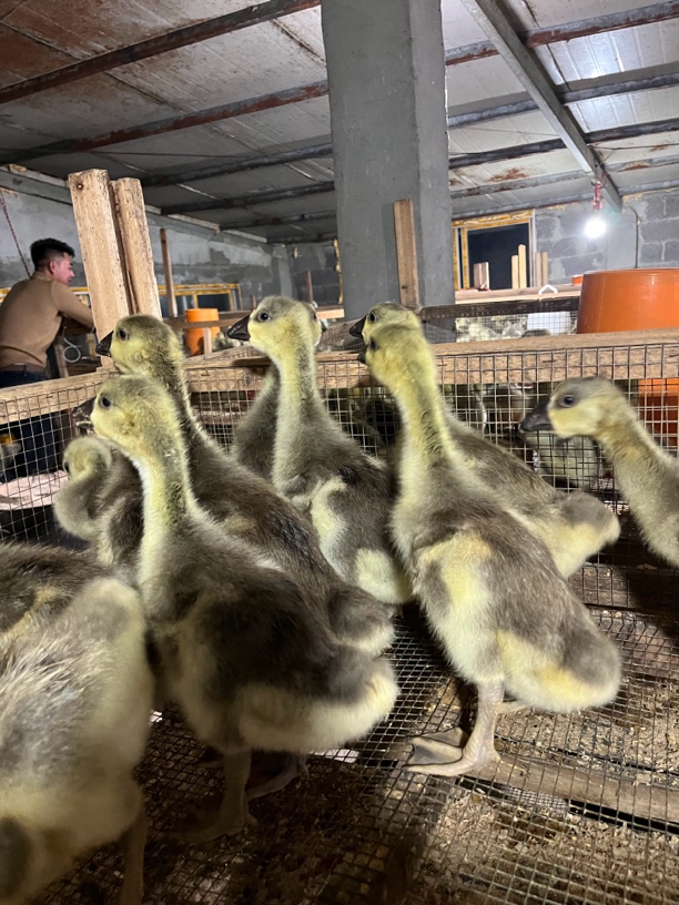 特大种狮头鹅肉预包装食品