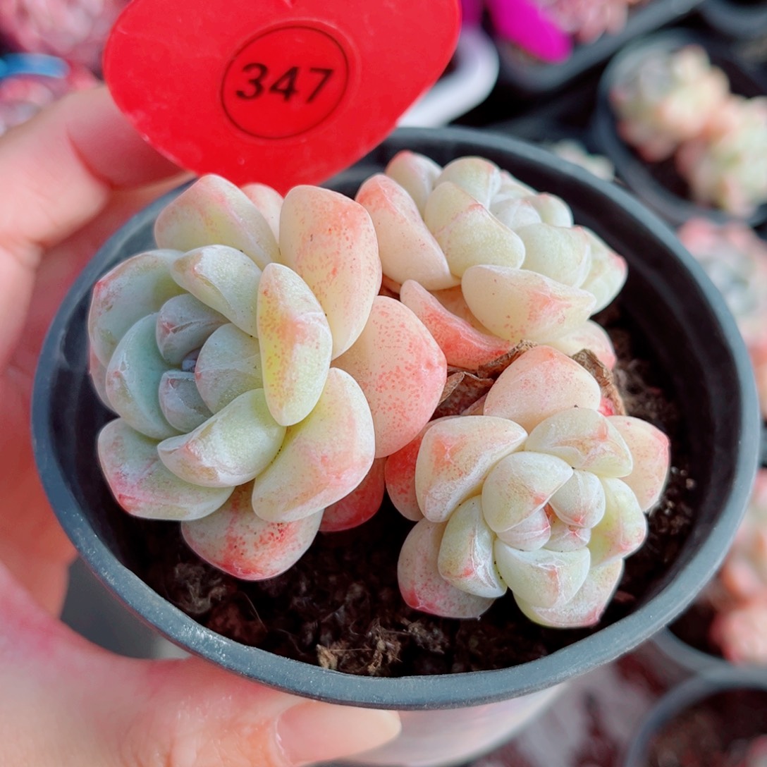 347号小老桩冰玉群