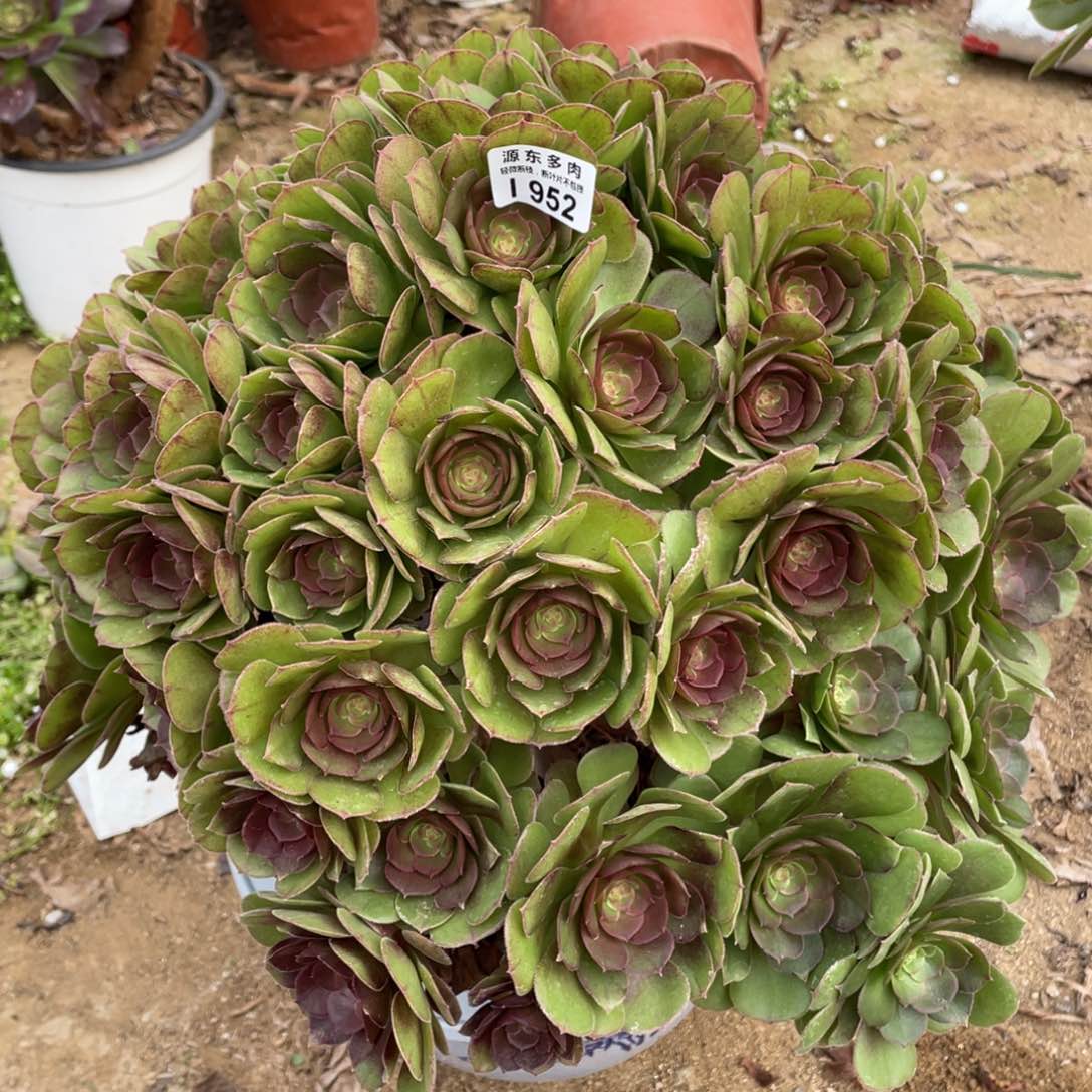 952万圣节多肉法师断枝不包