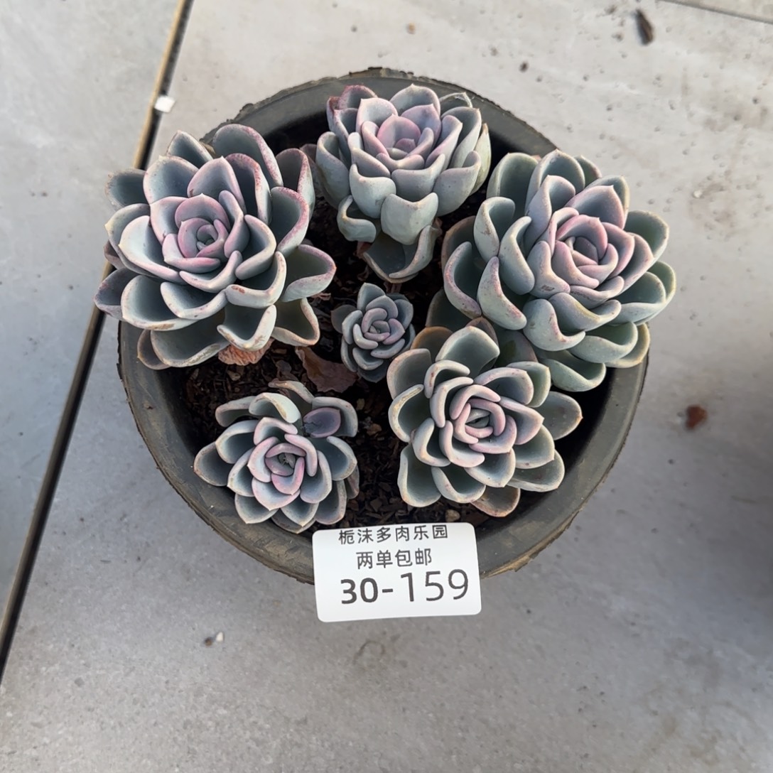 30-159美尻多肉植物