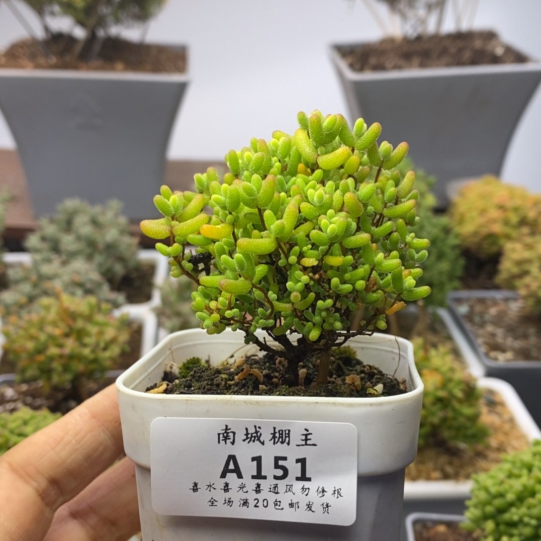 151蜜橘糖球枝干番杏