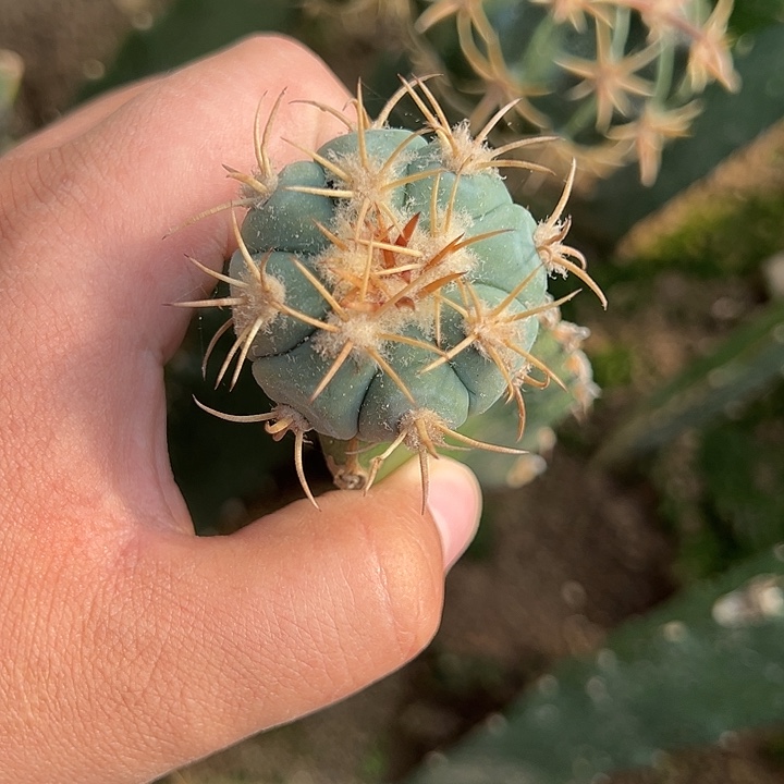 苗接平丸仙人球305