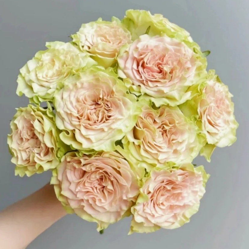 【云南花之物语】 上官婉儿单头玫瑰 包邮