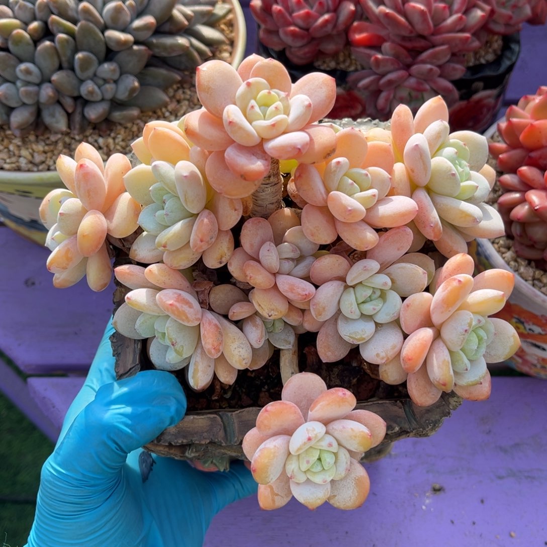 冷香老桩一物一拍