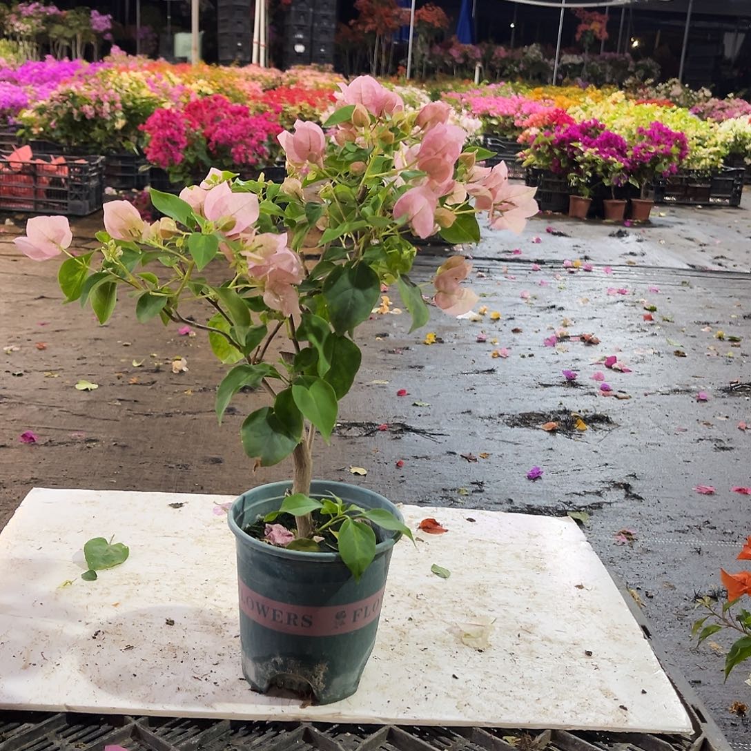 大部分花苞少量开放暗班丽人掌中宝一颗