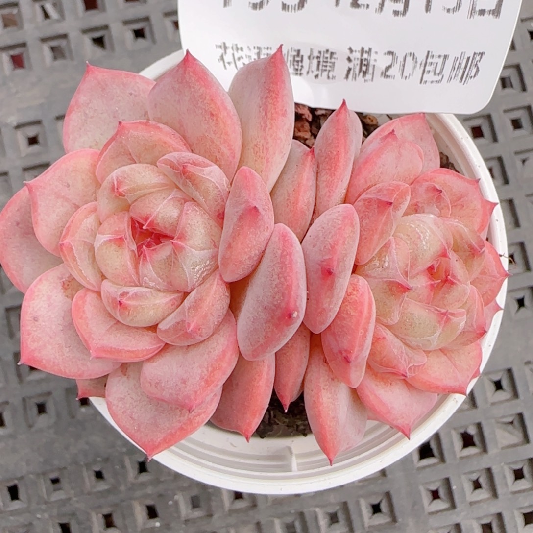 花语多肉1213-193甜心