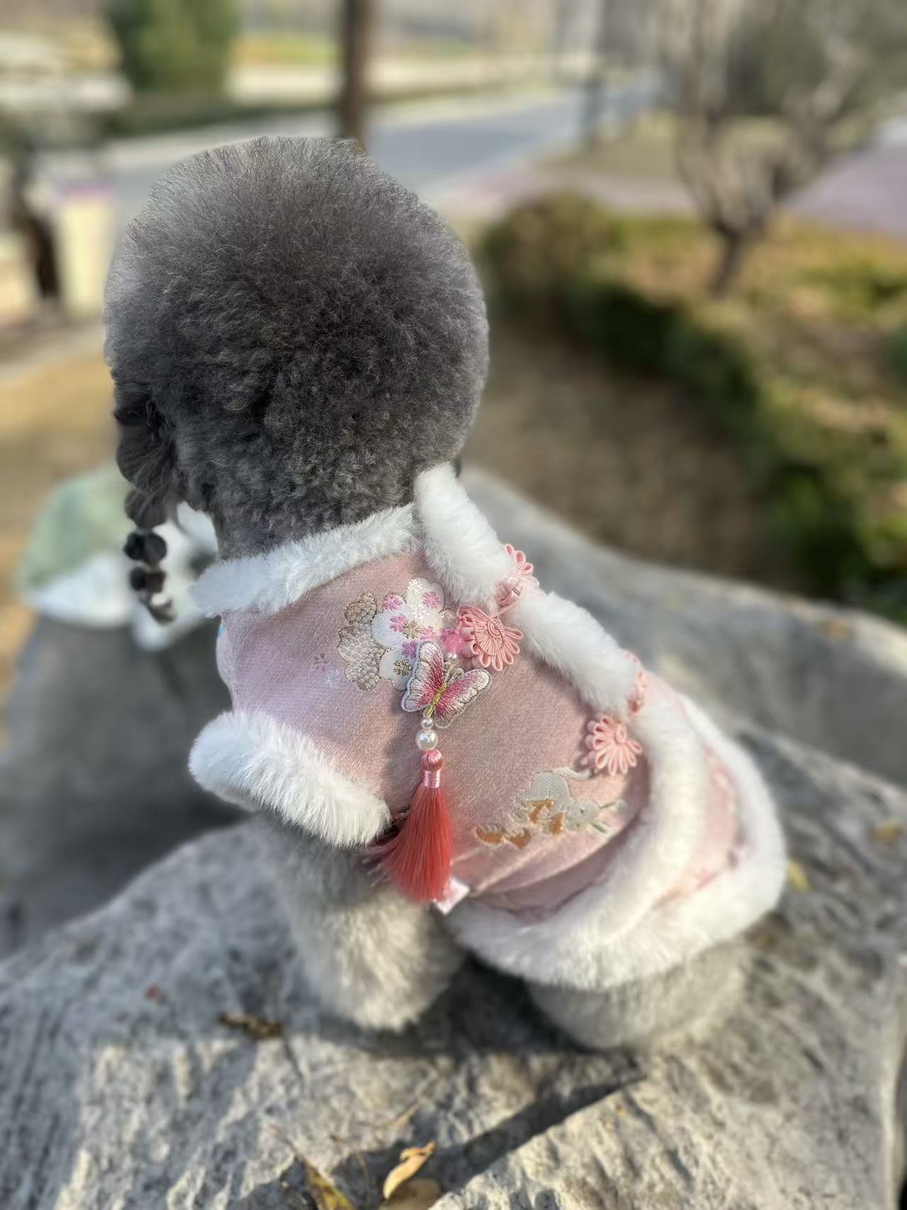 宠物衣服直播间过款 NO退NO换