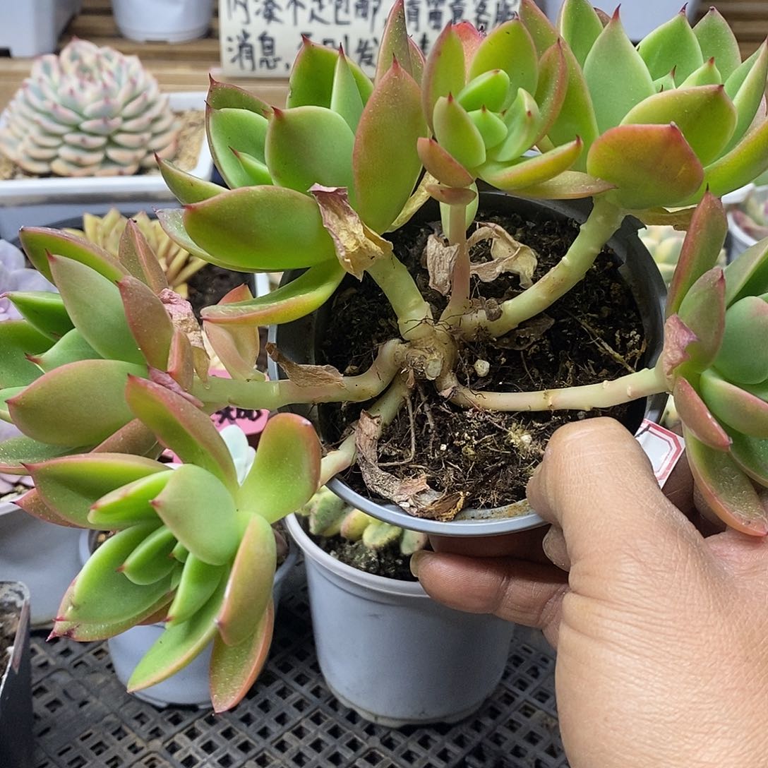 0846 翠花 6 头带拉丝 不售后