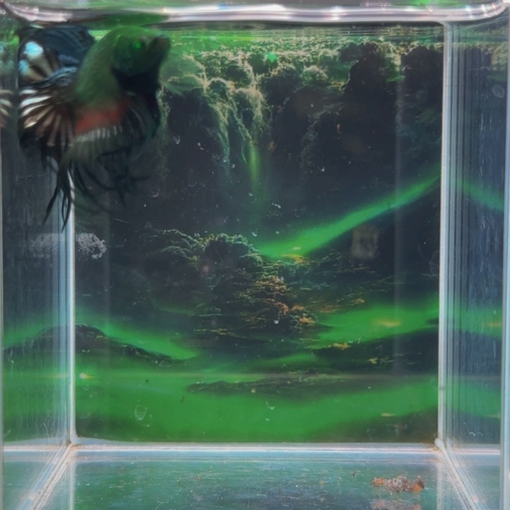 紫印母鱼就要去学校工作时间