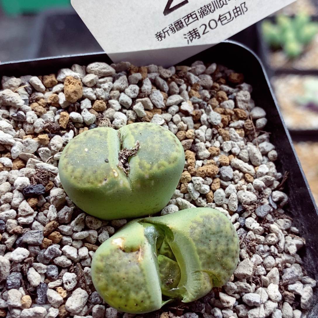 我的小姐姐们都是我207