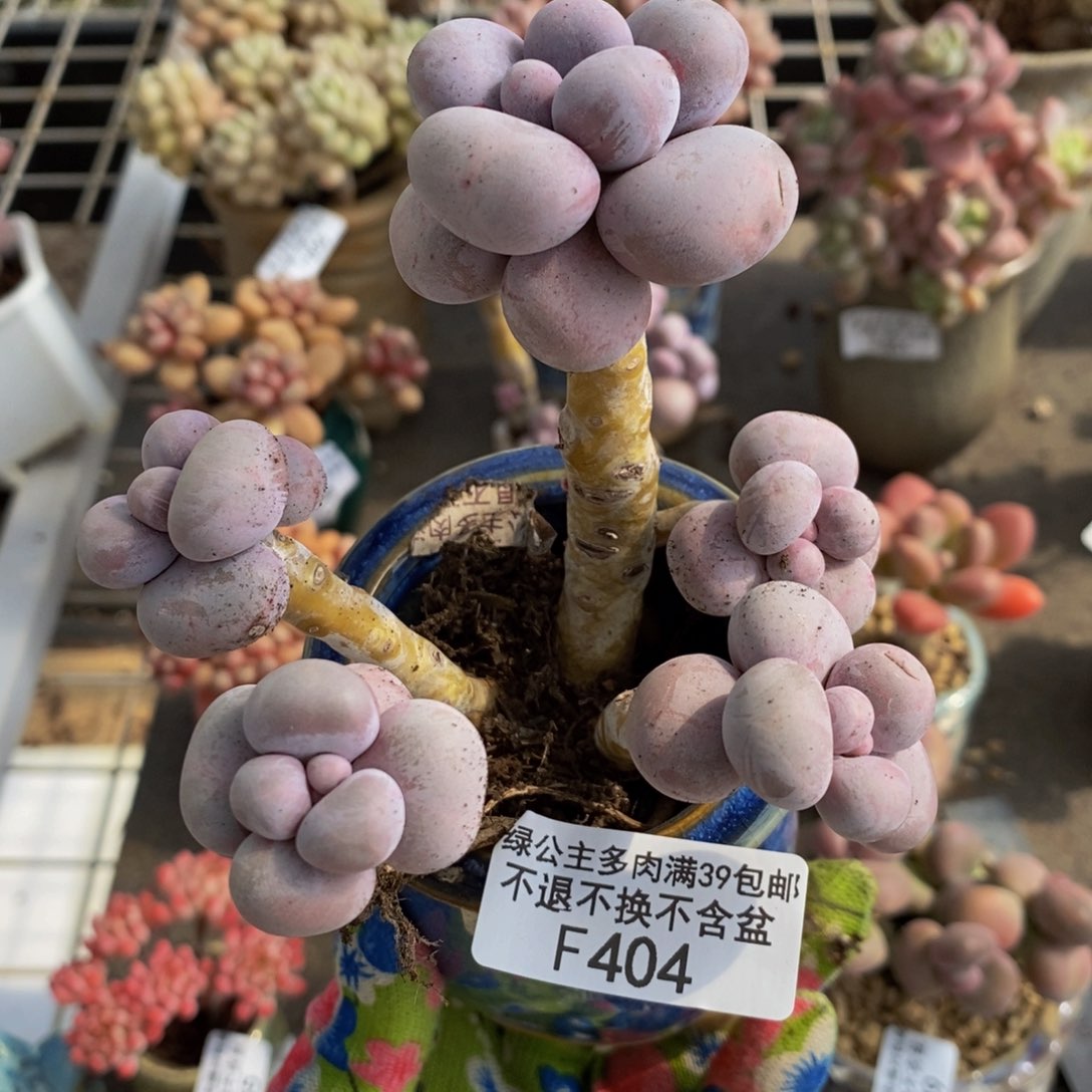 芭比奶酪404/9c m