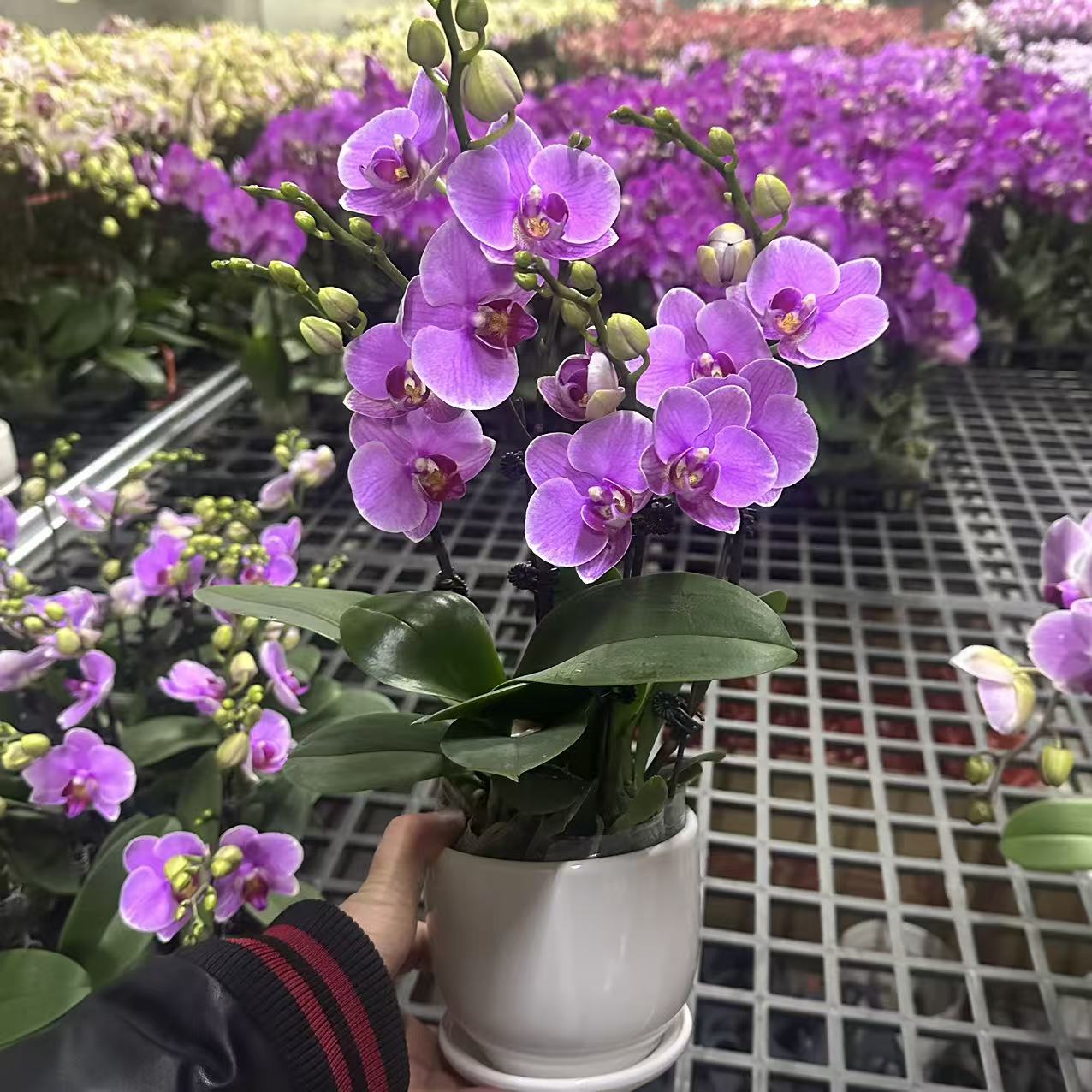 蝴蝶兰【紫蝶】4支花剑 欧品 室内花花 广州基地直发2-4