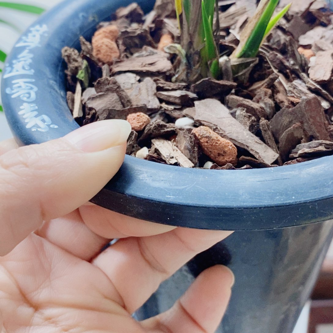 用***1当前无花栽培后可以开花