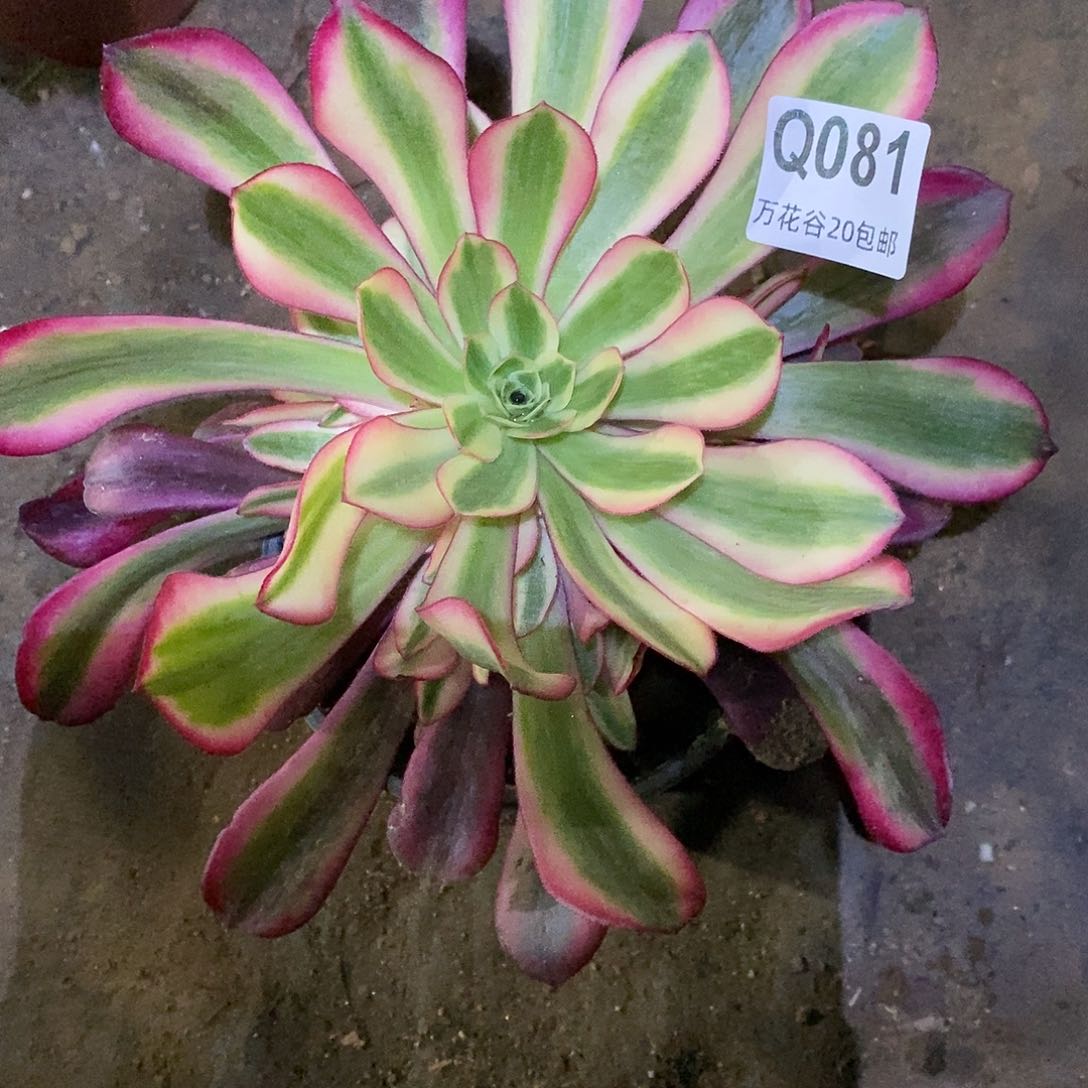 081美杜莎多肉植物