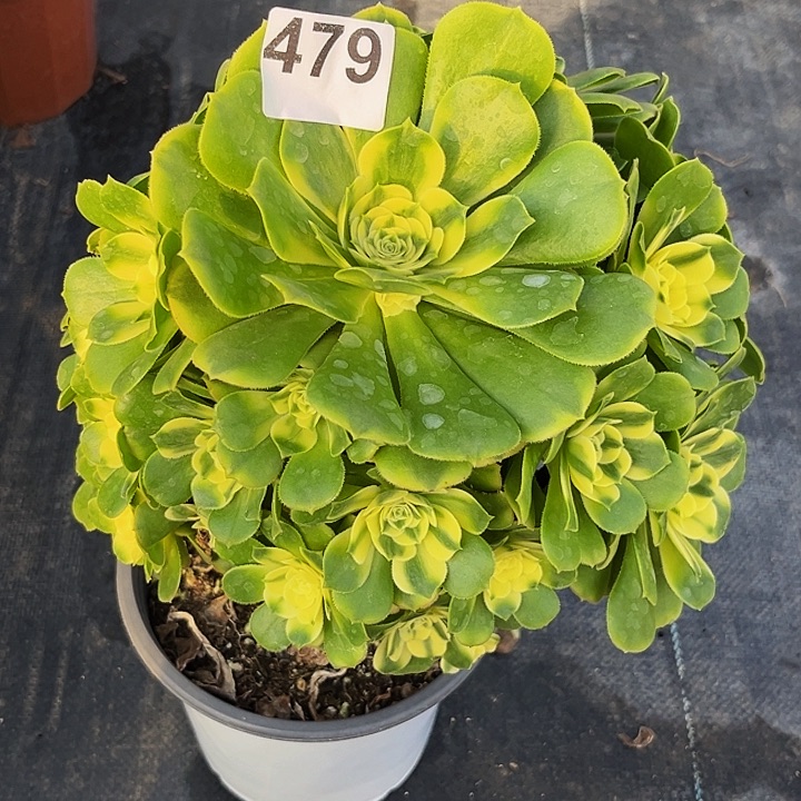 小***.479辛尼亚法师锦福利价有伤