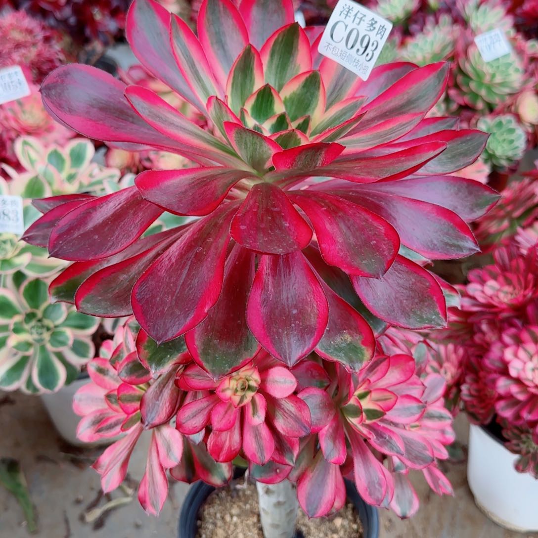 093五福白法师园艺官服25左右2号