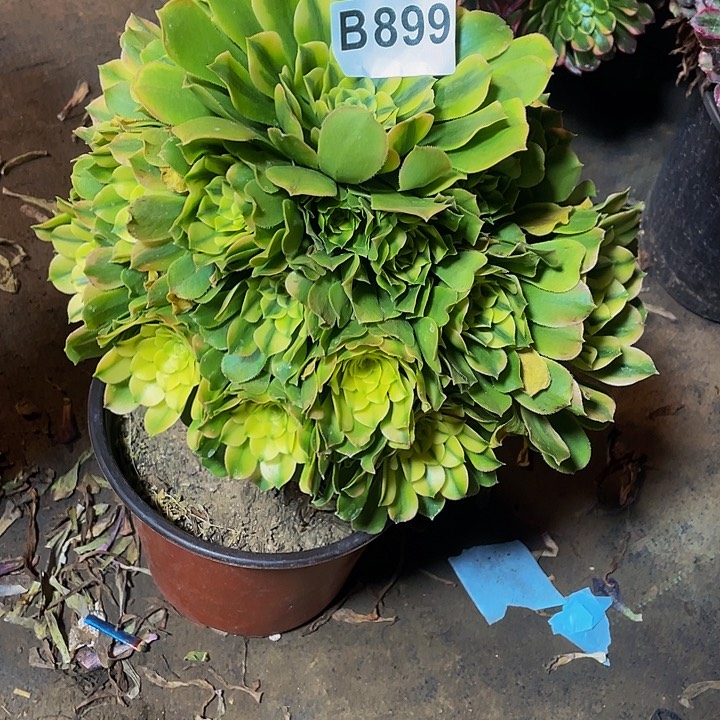 多肉法师899号辛尼亚发货