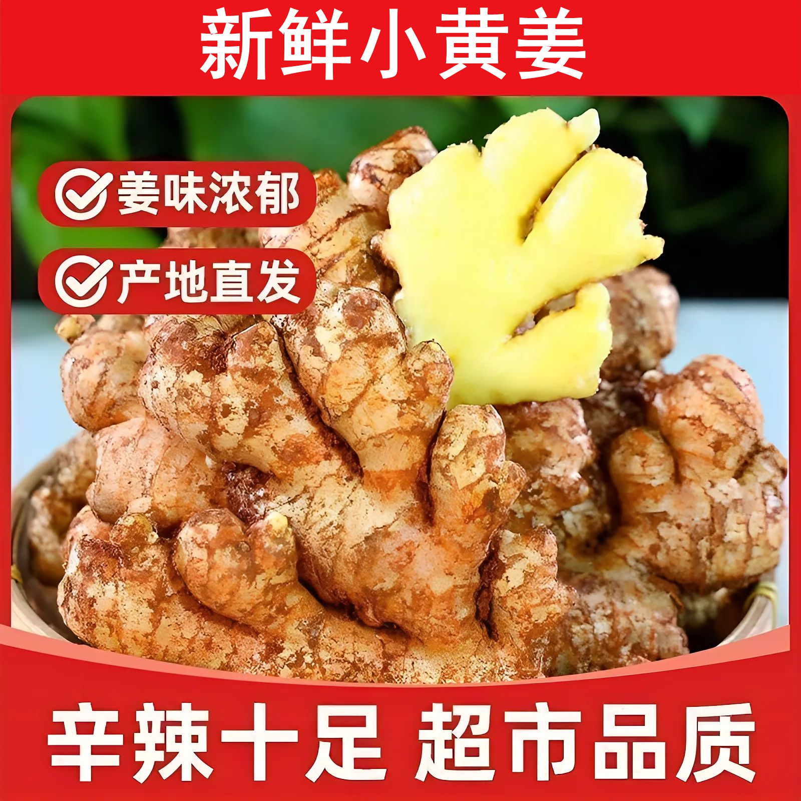 现挖小黄姜新鲜贵州高山黄姜农家生姜辛辣味足老姜应季蔬菜山地姜