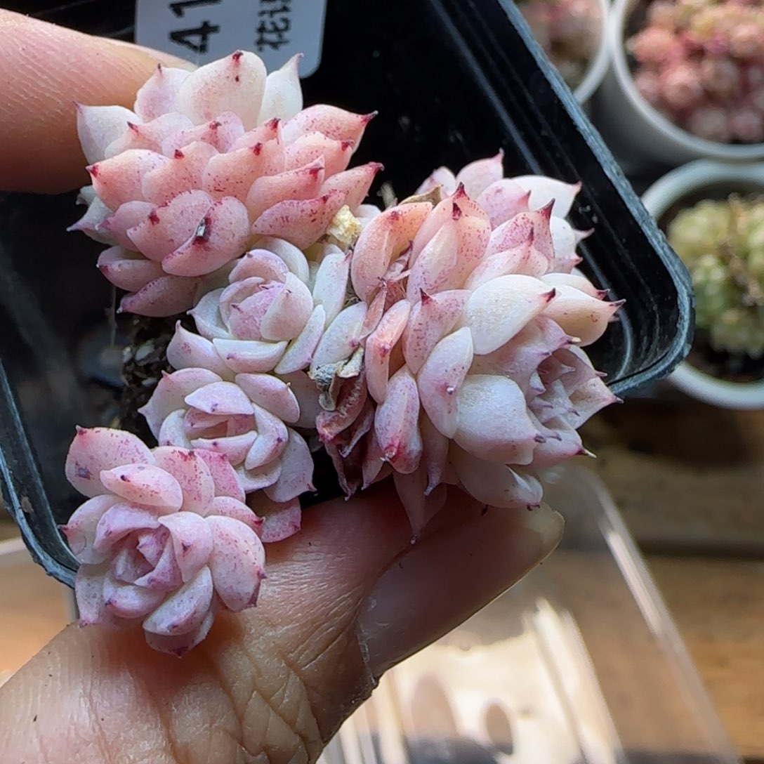 花语逸镜0313-419