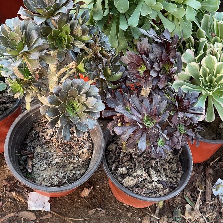 2棵玫瑰玫瑰玫瑰玫瑰