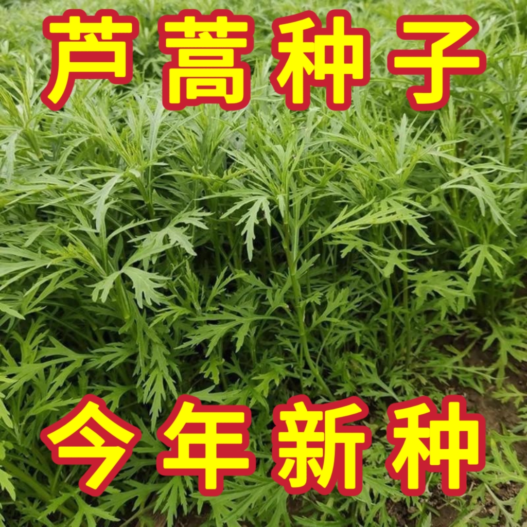 【全店满5包包邮】芦蒿黎蒿种子水蒿柳蒿泥蒿水艾蒌蒿菊蒿特色野菜