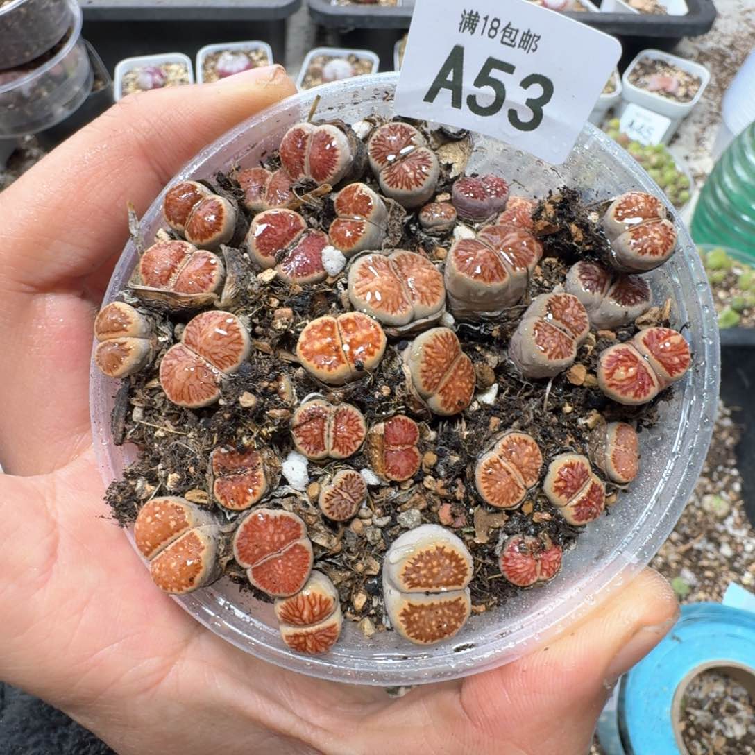 A53。漂亮菊一盒。好看