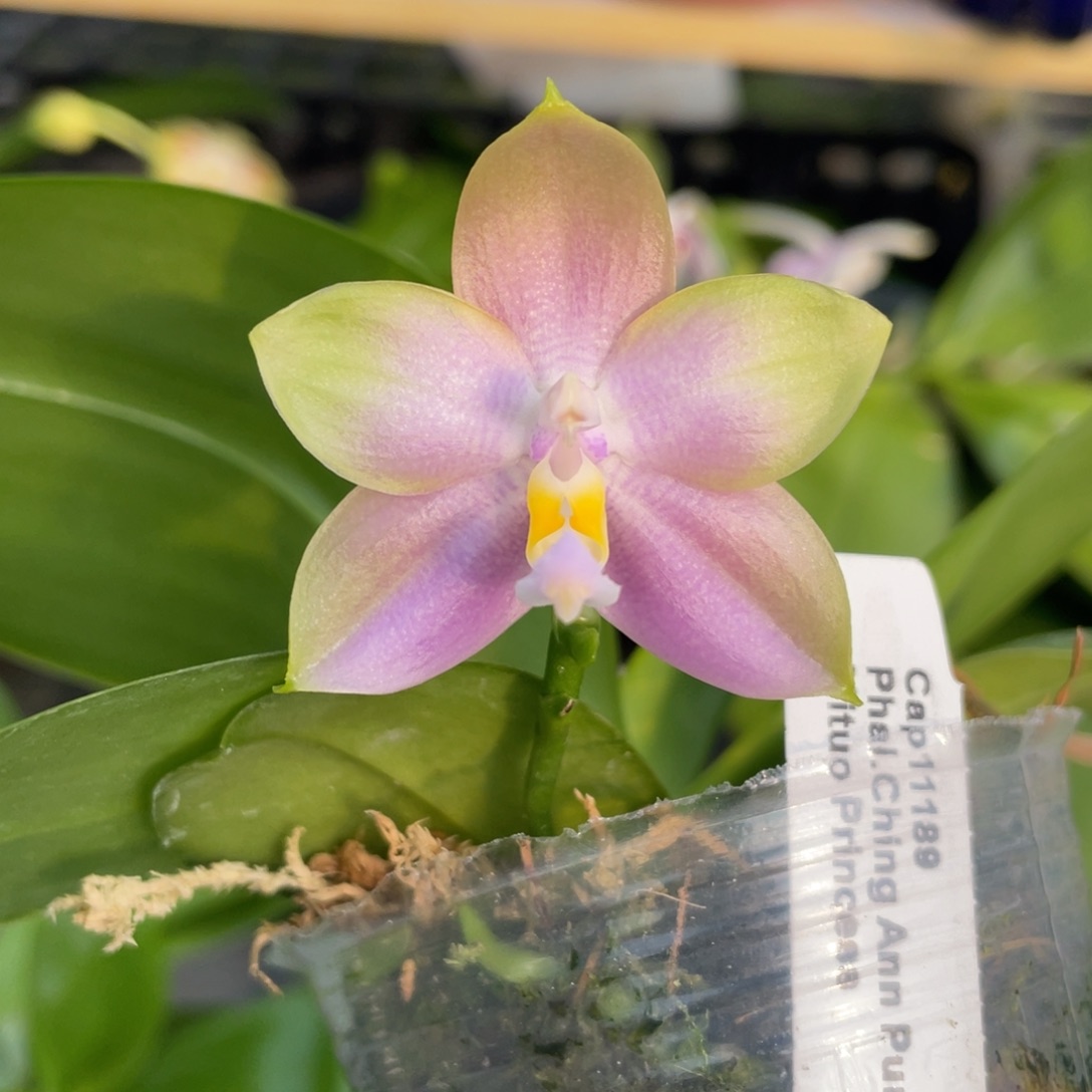 完全开放2.5珠宝交弥陀公主