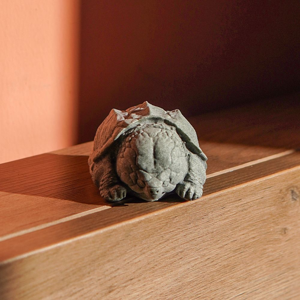 直播选龟人工繁育观赏龟宠物龟