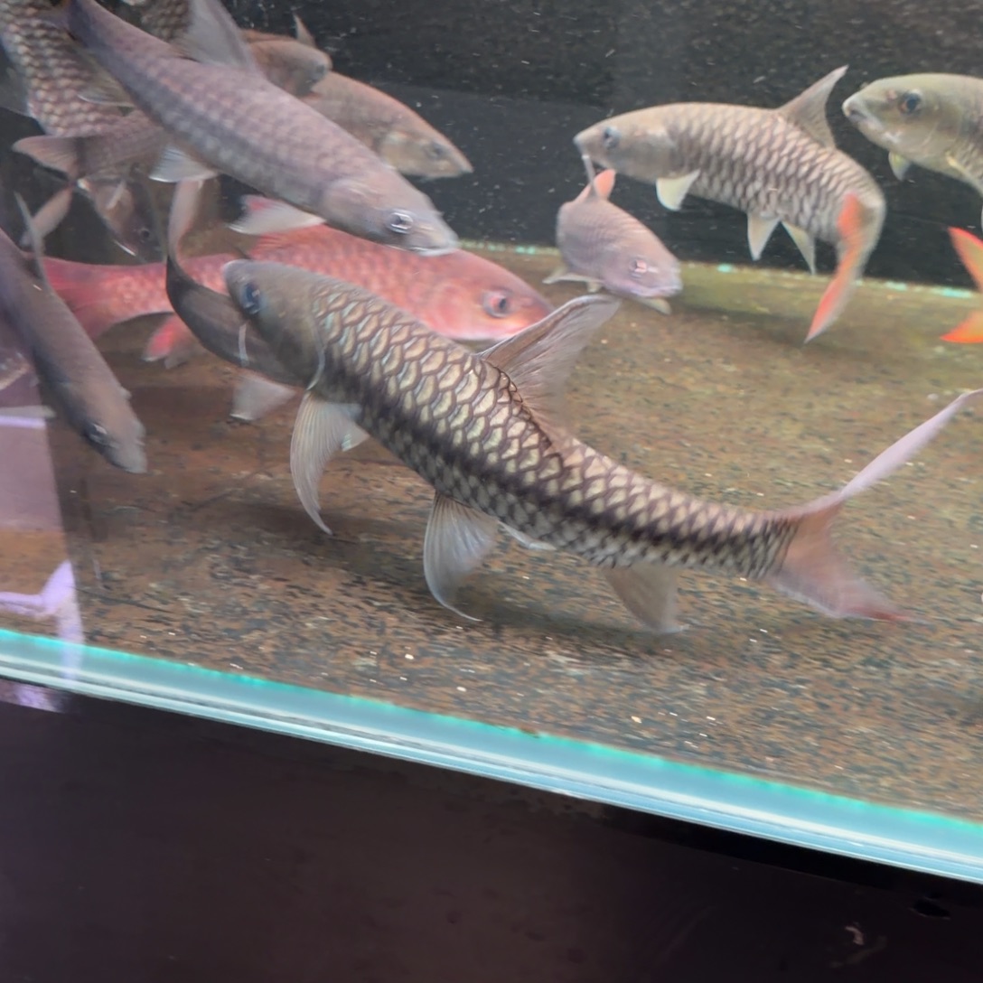 吉罗鱼盈江结鱼 缅甸野生鱼