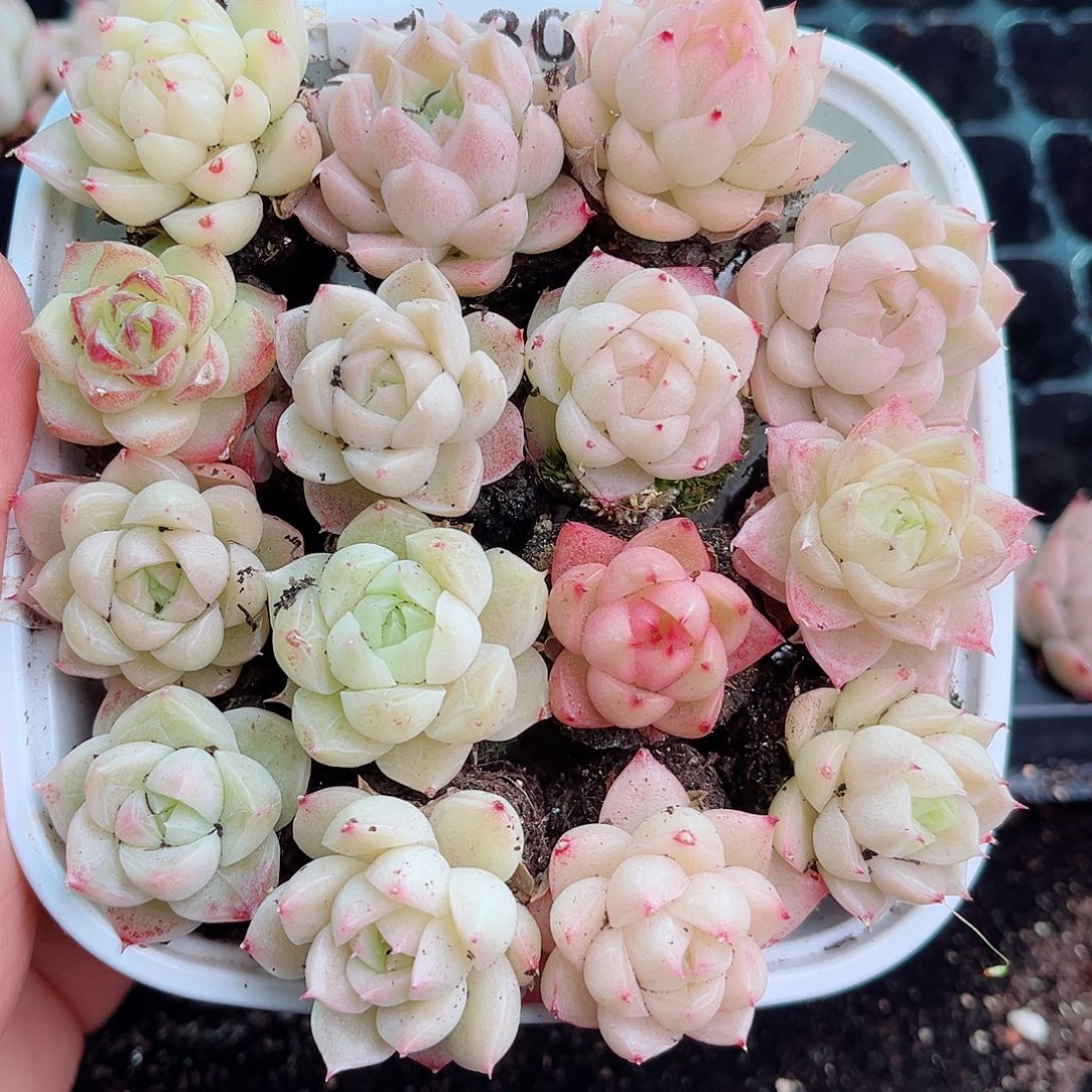 1-305 新疆西藏内蒙不发12.8包邮2-3公分多肉