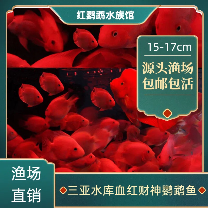 15-17cm财神鱼观赏红鹦鹉观赏鱼财神鹦鹉鱼热带招财观赏血鹦鹉