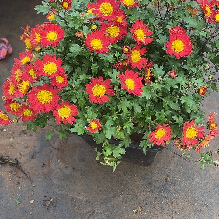 白***兰50菊花菊花菊花家